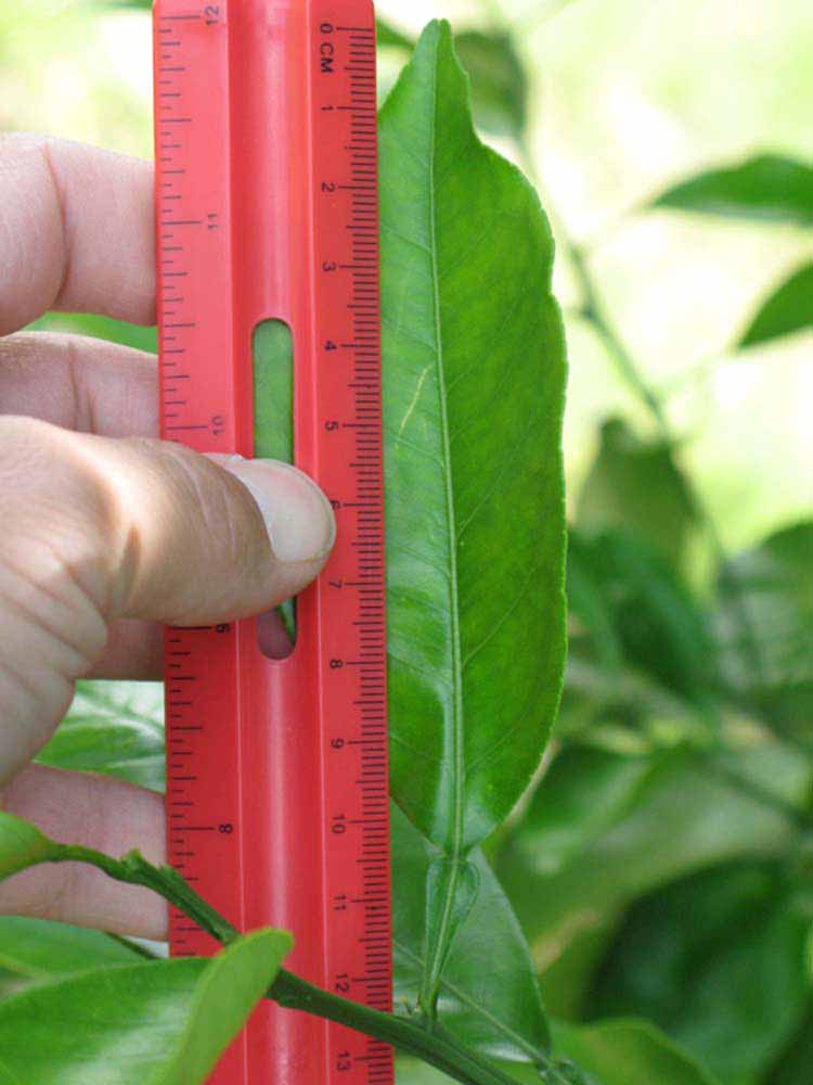              Unifoliolate leaf (Winter Haven, FL)       